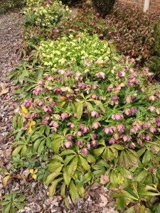 Lenten Roses