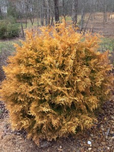 Arborvitae bush