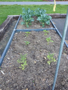 Broccoli, more tomatoes and  yellow, red, and purple peppers.