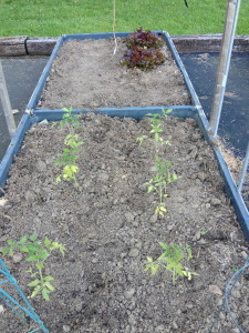 Tomato plants and red leaf lettuce