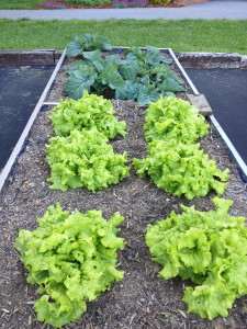 Lettuce and collards