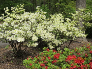 Azaleas in my yard