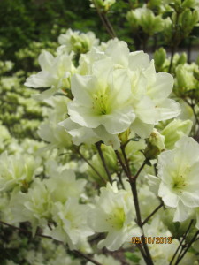 Beautiful azalea blooms