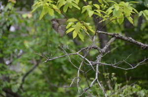 A not-so-happy Mother Bird flying at Greg as he takes the pics. 